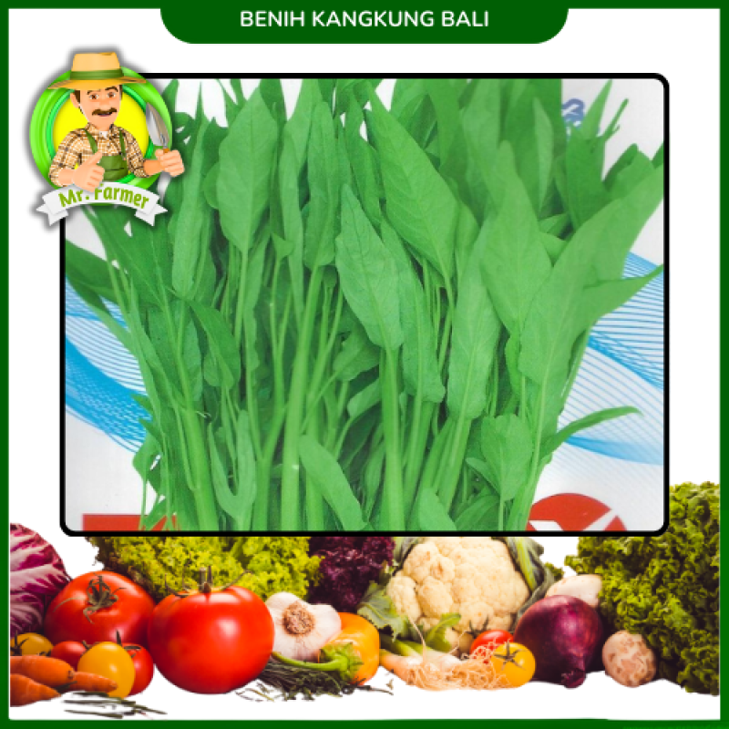 Benih Kangkung Bali