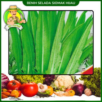 Benih Selada Siomak Hijau Benih Selada Siomak Hijau