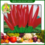 Benih Cabai Rawit Merah