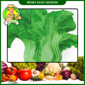 Benih Sawi sendok Benih Sawi sendok