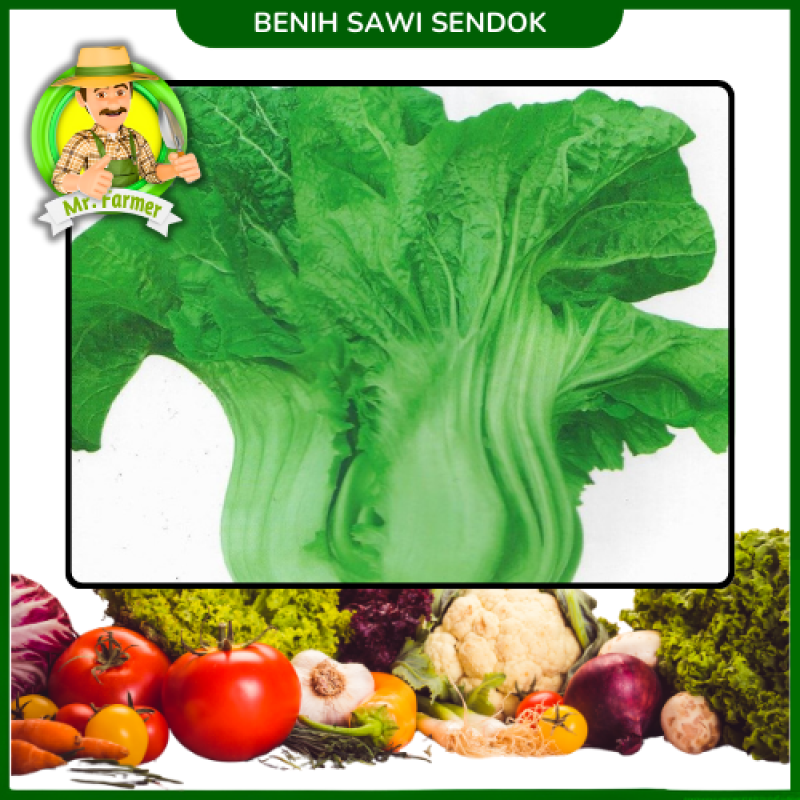 Benih Sawi sendok