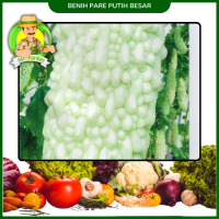 Benih Pare Putih (Pare Jepang)