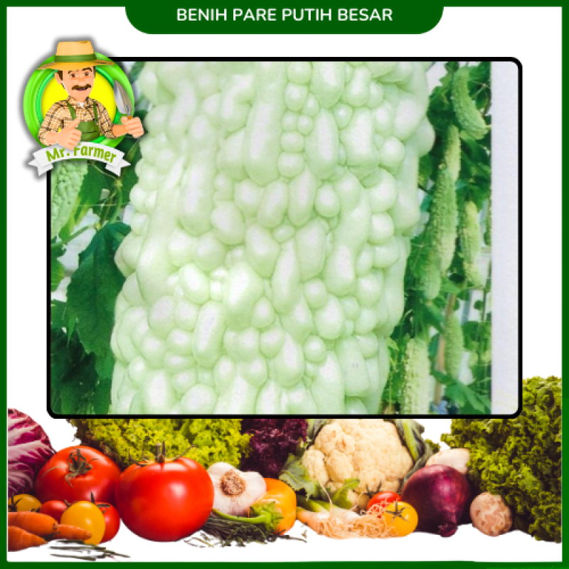Benih Pare Putih (Pare Jepang)