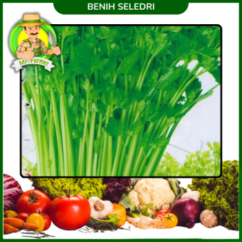 Benih Seledri Benih Seledri