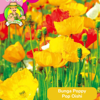 Benih Bunga Poppy Pop Oishi Benih Bunga Poppy Pop Oishi
