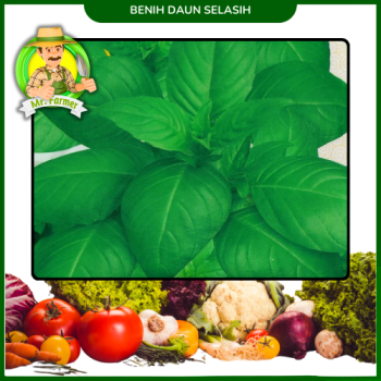 Benih Daun Selasih Benih Daun Selasih