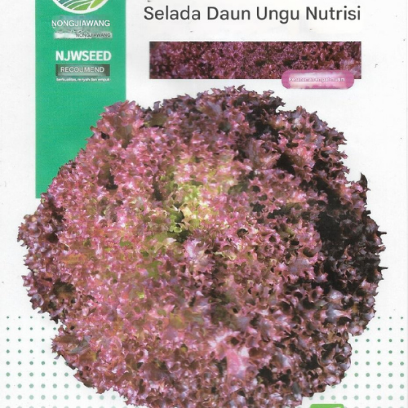 Benih Selada Ungu Benih Selada Ungu