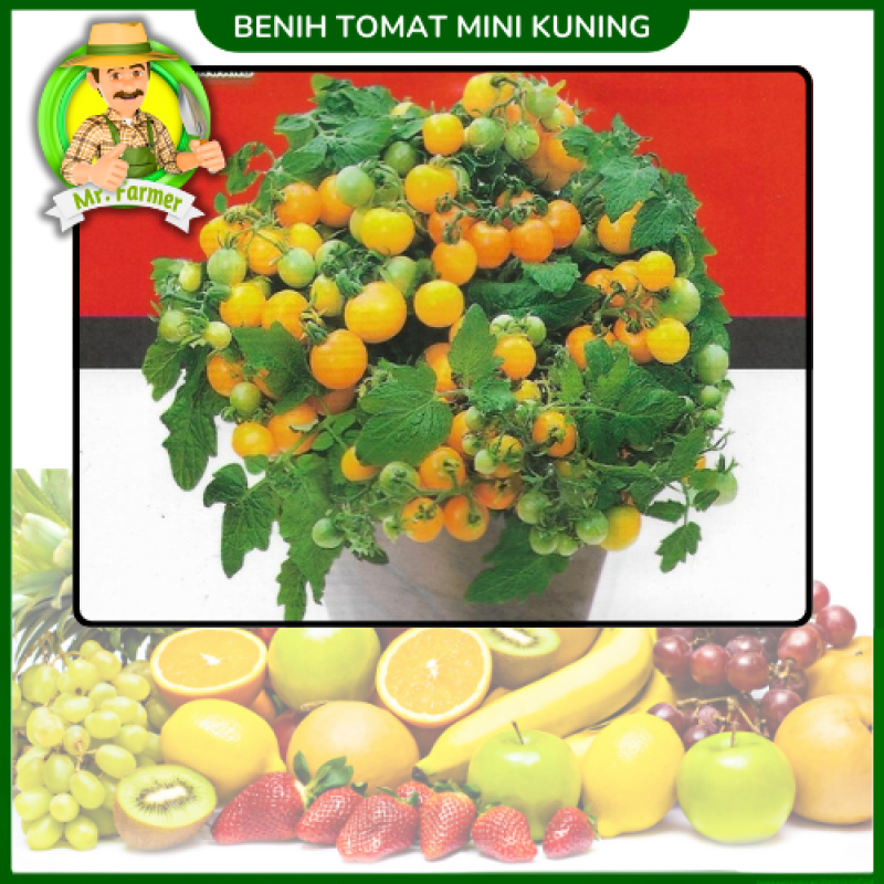 Benih Tomat Mini Kuning