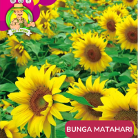 Benih Bunga Matahari