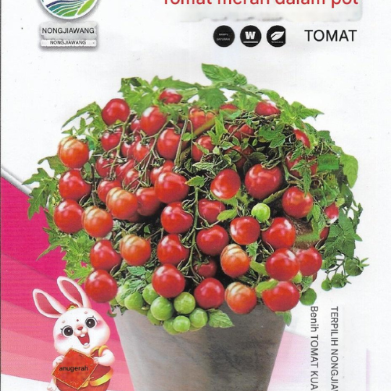 Benih Tomat Ceri Mini
