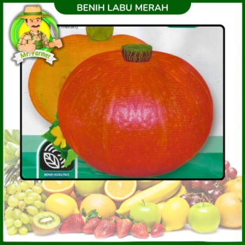 Benih Labu Merah  Benih Labu Merah