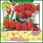 Benih Tomat cherry Merah