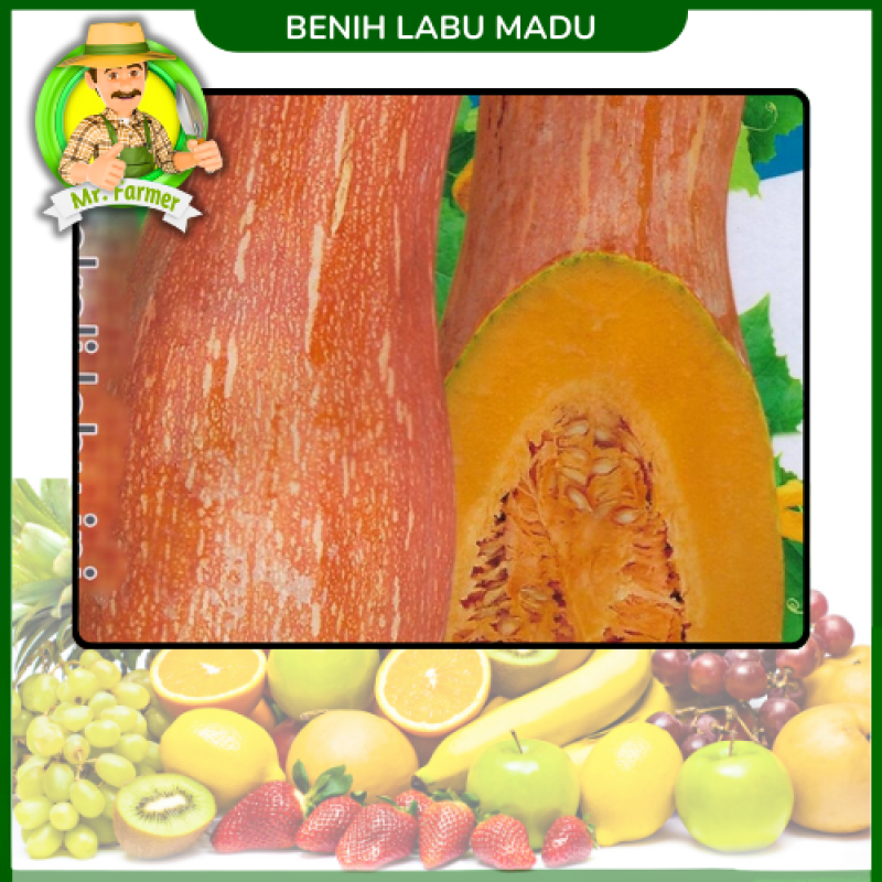 Benih Labu Madu