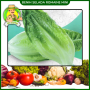 Benih Selada Baby Romaine