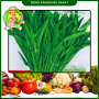 Benih Kangkung Darat