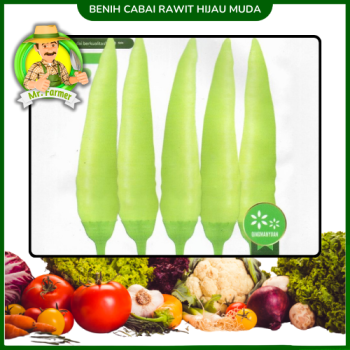 Benih Cabai Rawit Hijau Muda Benih Cabai Rawit Hijau Muda