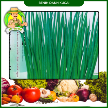 Benih Daun Kucai Benih Daun Kucai