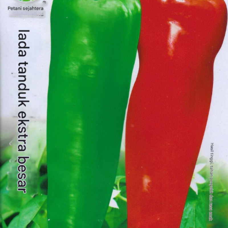 Benih Cabai Paprika Besar Benih Cabai Paprika Besar