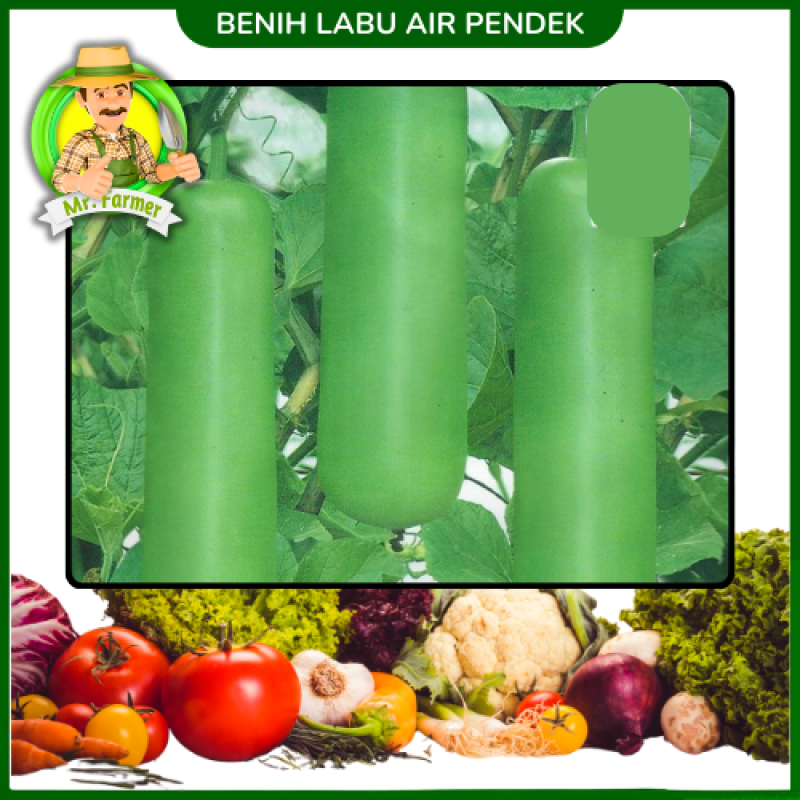Benih Labu Air Pendek