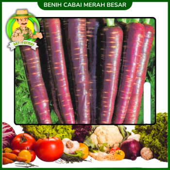 Benih Wortel Ungu  Benih Wortel Ungu