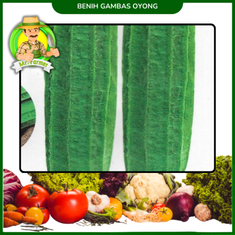 Benih Gambas Oyong