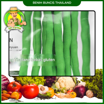 Benih Kacang Buncis Thailand Benih Kacang Buncis Thailand
