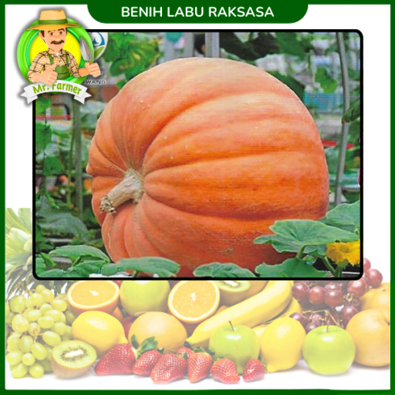 Benih Labu Raksasa