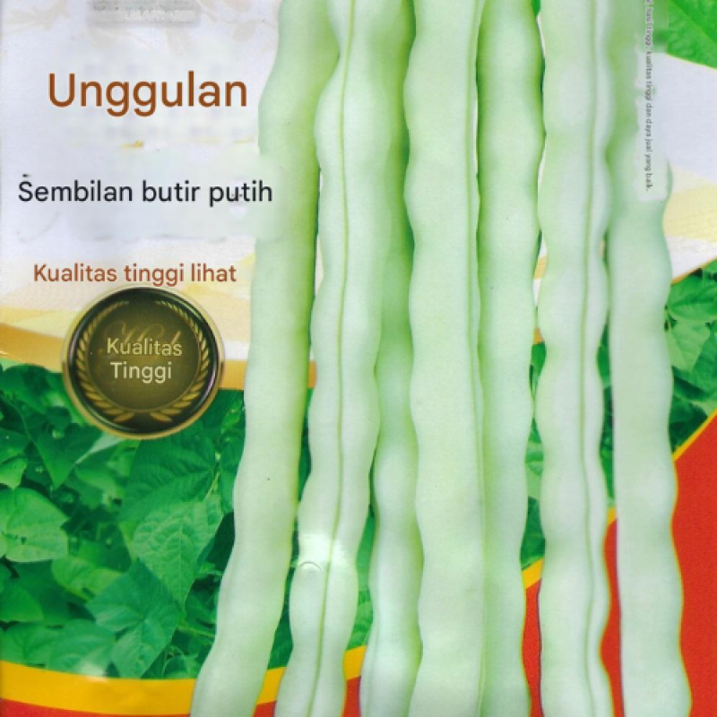Benih Buncis Putih Thailand Benih Buncis Putih Thailand