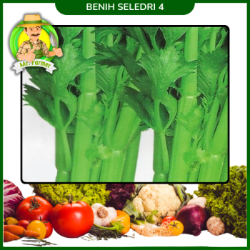 Benih Seledri 4 Benih Seledri 4