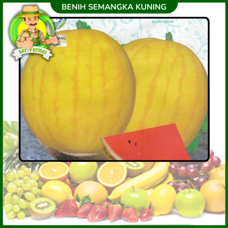 Benih Semangka Kuning