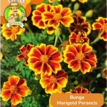 Benih Bunga Marigold Perancis Benih Bunga Marigold Perancis