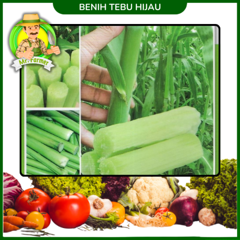 Benih Tebu Hijau Benih Tebu Hijau