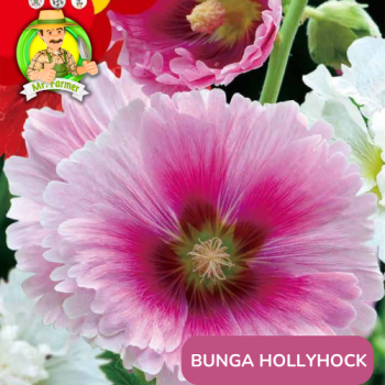 Benih Bunga Hollyhock Benih Bunga Hollyhock
