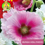 Benih Bunga Hollyhock