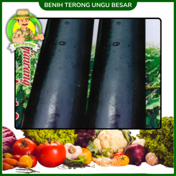 Benih Terong Ungu 3 Benih Terong Ungu 3