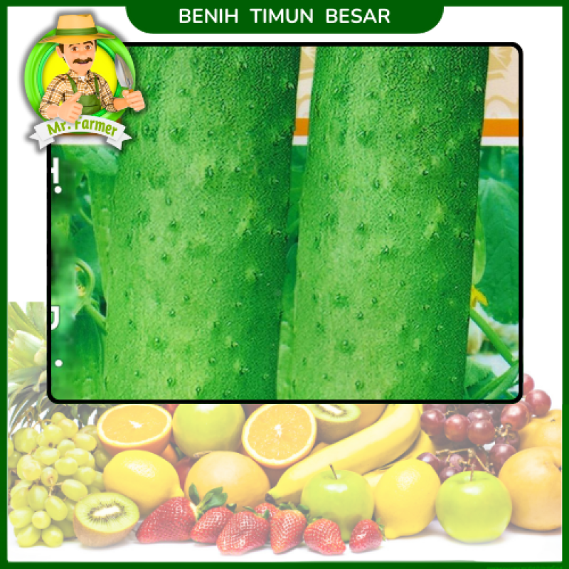 Benih Timun Besar