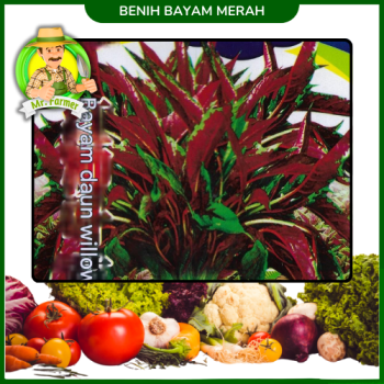 Benih Bayam Merah Benih Bayam Merah