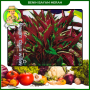 Benih Bayam Merah