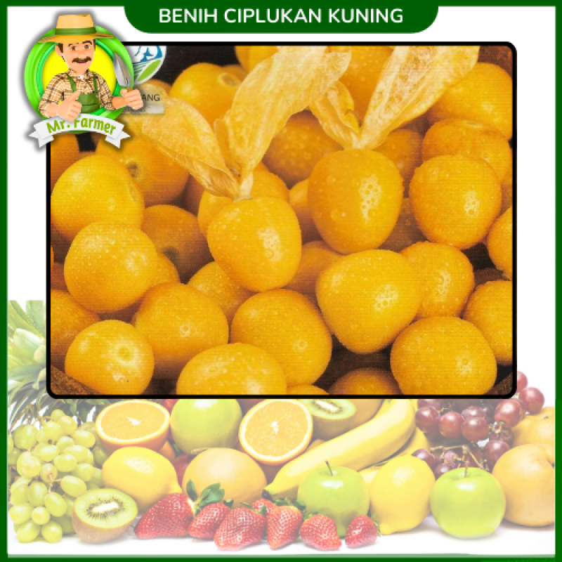 Benih Ciplukan Kuning