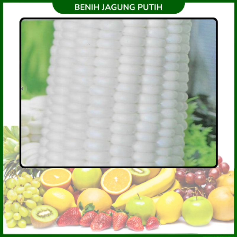 Benih Jagung Putih