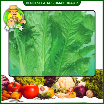 Benih Selada Siomak Hijau 2  Benih Selada Siomak Hijau 2