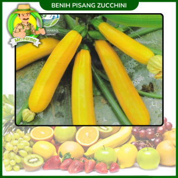 Benih Pisang Zucchini Benih Pisang Zucchini