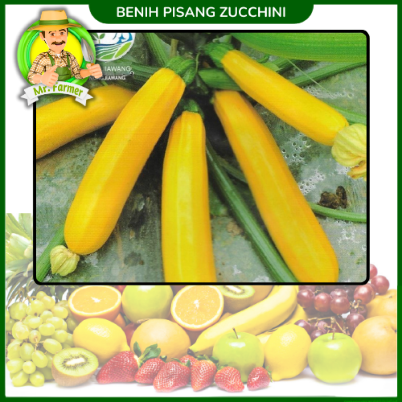 Benih Pisang Zucchini
