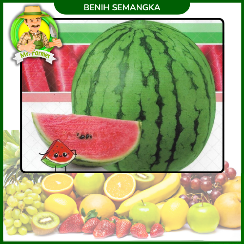 Benih Semangka