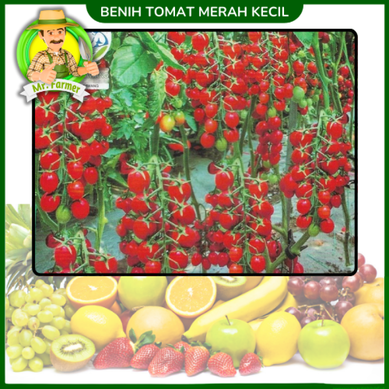 Benih Tomat Merah Kecil