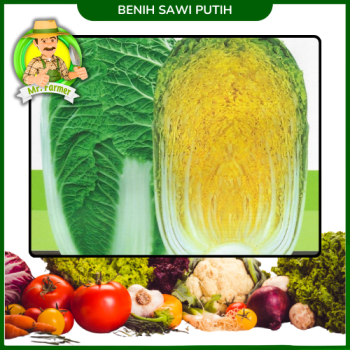 Benih Sawi Putih Benih Sawi Putih