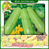 Benih Zucchini Hijau
