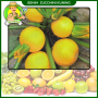 Benih Zucchini Kuning