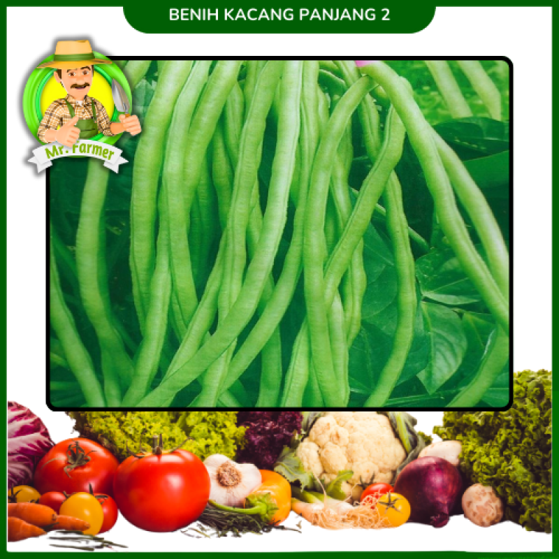 Benih Kacang Panjang 2