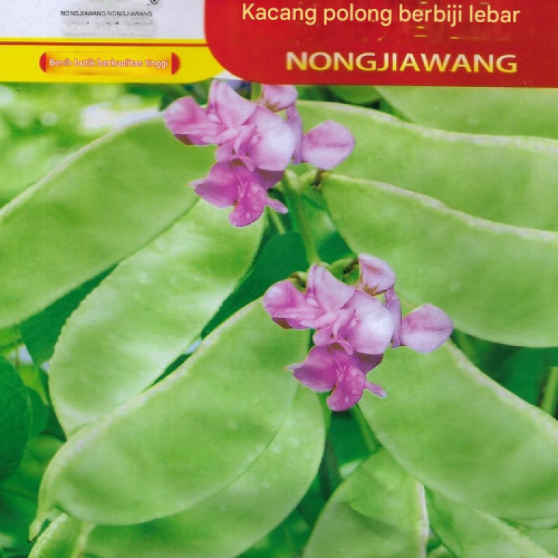 Benih Kacang Koro hijau Benih Kacang Koro hijau